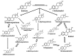 Diagram shows the complex set of pathways involved in the metabolism of estrogen, including the oxidation and conjugation of the parent estrogens (E2/E1) at the 2, 4, and 16 positions of the carbon skeleton to the 2, 4, and 16 hydroxylated metabolites.